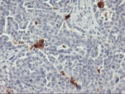 SDS Monoclonal Antibody (OTI2C11), TrueMAB , OriGene 100 &mu;L; Unconjugated:Antibodies,