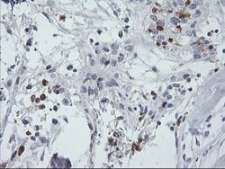 SDS Mouse anti-Human, Clone: OTI2C11, lyophilized, TrueMAB 100 &mu;g; Unconjugated:Antibodies,