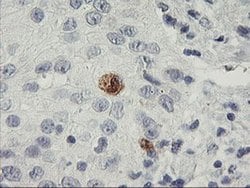 SDS Monoclonal Antibody (OTI2C11), TrueMAB , OriGene 100 &mu;L; Unconjugated:Antibodies,