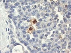 SDS Monoclonal Antibody (OTI1A8), TrueMAB , OriGene 100 &mu;L; Unconjugated:Antibodies,