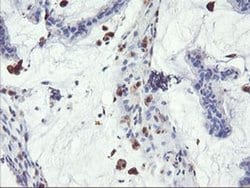 SDS Monoclonal Antibody (OTI1A8), TrueMAB , OriGene 100 &mu;L; Unconjugated:Antibodies,