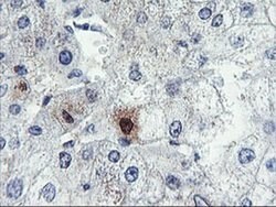SDS Monoclonal Antibody (OTI1A8), TrueMAB , OriGene 100 &mu;L; Unconjugated:Antibodies,