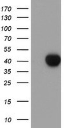 SDS Mouse anti-Human, Clone: OTI1C8, lyophilized, TrueMAB 100 &mu;g; Unconjugated:Antibodies,