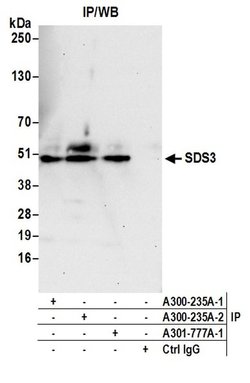 SDS3 Goat anti-Human, Mouse, Polyclonal, Bethyl Laboratories 100 &mu;L;