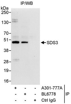 SDS3 Rabbit anti-Human, Polyclonal, Bethyl Laboratories 10 &mu;L; Unconjugated:Antibodies,