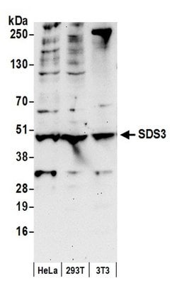 SDS3 Goat anti-Human, Mouse, Polyclonal, Bethyl Laboratories 100 &mu;L;