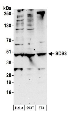 SDS3 Polyclonal Antibody, Bethyl Laboratories 20 &mu;L; Unconjugated:Antibodies,