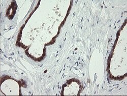 SDSL Mouse anti-Human, Clone: OTI1A8, lyophilized, TrueMAB 100 &mu;g; Unconjugated:Antibodies,