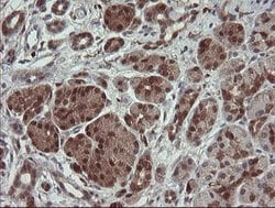 SDSL Mouse anti-Human, Clone: OTI1A8, lyophilized, TrueMAB 100 &mu;g; Unconjugated:Antibodies,