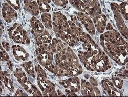 SDSL Mouse anti-Human, Clone: OTI1A8, lyophilized, TrueMAB 100 &mu;g; Unconjugated:Antibodies,