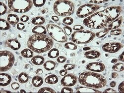 SDSL Mouse anti-Human, Clone: OTI1A8, lyophilized, TrueMAB 100 &mu;g; Unconjugated:Antibodies,