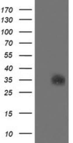 SDSL Mouse anti-Human, Clone: OTI1A8, lyophilized, TrueMAB 100 &mu;g; Unconjugated:Antibodies,