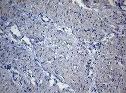 SEC14L1 Monoclonal Antibody (OTI3A6), TrueMAB , OriGene 100 &mu;L; Unconjugated:Antibodies,