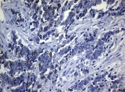SEC14L1 Monoclonal Antibody (OTI3A6), TrueMAB , OriGene 100 &mu;L; Unconjugated:Antibodies,
