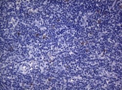 SEC14L1 Monoclonal Antibody (OTI3A6), TrueMAB , OriGene 100 &mu;L; Unconjugated:Antibodies,
