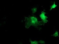 SEC14L2 Mouse anti-Human, Clone: OTI1H3, lyophilized, TrueMAB 100 &mu;g;
