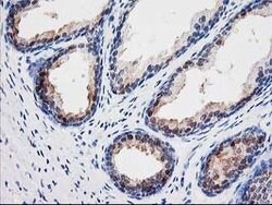 SEC14L2 Mouse anti-Human, Clone: OTI1F10, lyophilized, TrueMAB 100 &mu;g;