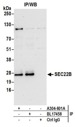 SEC22B Rabbit anti-Human, Polyclonal, Bethyl Laboratories 10 &mu;L; Unconjugated:Antibodies,