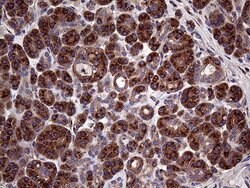 SEC23B Mouse anti-Human, Clone: OTI8G4, lyophilized, TrueMAB 100 &mu;g;