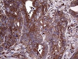 SEC23B Mouse anti-Human, Clone: OTI8G4, lyophilized, TrueMAB 100 &mu;g;