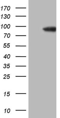 SEC23B Mouse anti-Human, Clone: OTI8G4, lyophilized, TrueMAB 100 &mu;g;