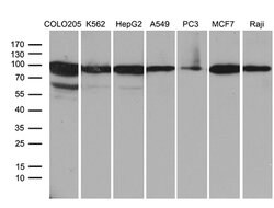 SEC23B Mouse anti-Human, Clone: OTI8G4, lyophilized, TrueMAB 100 &mu;g;