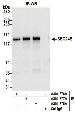 SEC24B Rabbit anti-Human, Polyclonal, Bethyl Laboratories 100 &mu;L; Unconjugated:Antibodies,