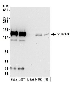 SEC24B Polyclonal Antibody, Bethyl Laboratories 20 &mu;l; Unlabeled:Antibodies,