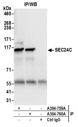 SEC24C Rabbit anti-Human, Polyclonal, Bethyl Laboratories 10 &mu;L; Unconjugated:Antibodies,