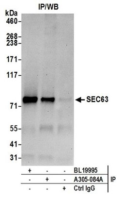 SEC63 Rabbit anti-Human, Mouse, Polyclonal, Bethyl Laboratories 100 &mu;L | Buy Online | Bethyl Laboratories, Inc | Fisher Scientific