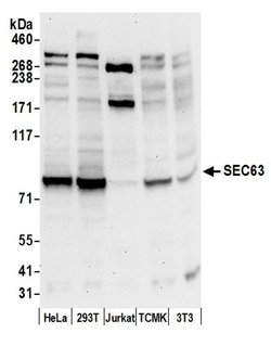 SEC63 Rabbit anti-Human, Mouse, Polyclonal, Bethyl Laboratories 100 &mu;L | Buy Online | Bethyl Laboratories, Inc | Fisher Scientific