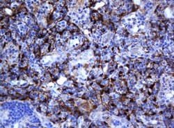 SELENBP1 Monoclonal Antibody (OTI3H1), TrueMAB , OriGene 100 &mu;L; Unconjugated:Antibodies,