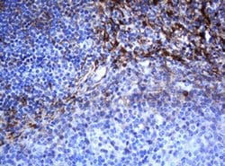 SELENBP1 Monoclonal Antibody (OTI3H1), TrueMAB , OriGene 100 &mu;L; Unconjugated:Antibodies,
