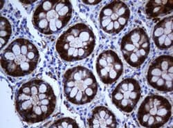 SELENBP1 Monoclonal Antibody (OTI3H1), TrueMAB , OriGene 100 &mu;L; Unconjugated:Antibodies,