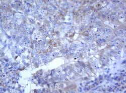 SELENBP1 Monoclonal Antibody (OTI3H1), TrueMAB , OriGene 100 &mu;L; Unconjugated:Antibodies,