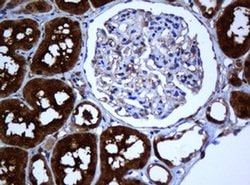 SELENBP1 Monoclonal Antibody (OTI3H1), TrueMAB , OriGene 100 &mu;L; Unconjugated:Antibodies,