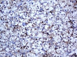SELENBP1 Monoclonal Antibody (OTI3H1), TrueMAB , OriGene 100 &mu;L; Unconjugated:Antibodies,