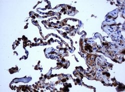 SELENBP1 Monoclonal Antibody (OTI3H1), TrueMAB , OriGene 100 &mu;L; Unconjugated:Antibodies,