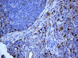 SELENBP1 Monoclonal Antibody (OTI3D4), TrueMAB , OriGene 30 &mu;L; Unconjugated:Antibodies,
