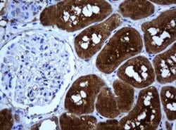 SELENBP1 Monoclonal Antibody (OTI3D4), TrueMAB , OriGene 30 &mu;L; Unconjugated:Antibodies,