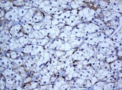 SELENBP1 Monoclonal Antibody (OTI3D4), TrueMAB , OriGene 30 &mu;L; Unconjugated:Antibodies,