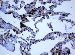 SELENBP1 Monoclonal Antibody (OTI3D4), TrueMAB , OriGene 30 &mu;L; Unconjugated:Antibodies,
