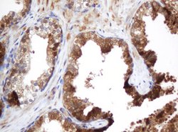 SELENBP1 Mouse anti-Human, Clone: OTI3D2, lyophilized, TrueMAB 100 &mu;g;