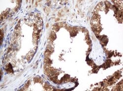 SELENBP1 Monoclonal Antibody (OTI3D2), TrueMAB , OriGene 100 &mu;L; Unconjugated:Antibodies,