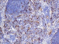 SELENBP1 Mouse anti-Human, Clone: OTI3D2, lyophilized, TrueMAB 100 &mu;g;