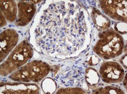 SELENBP1 Mouse anti-Human, Clone: OTI3D2, lyophilized, TrueMAB 100 &mu;g;