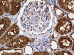 SELENBP1 Monoclonal Antibody (OTI3D2), TrueMAB , OriGene 100 &mu;L; Unconjugated:Antibodies,