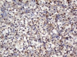 SELENBP1 Monoclonal Antibody (OTI3D2), TrueMAB , OriGene 100 &mu;L; Unconjugated:Antibodies,