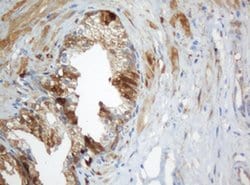 SELENBP1 Monoclonal Antibody (OTI2B12), TrueMAB , OriGene 30 &mu;L; Unconjugated:Antibodies,