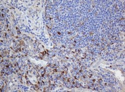 SELENBP1 Monoclonal Antibody (OTI2B12), TrueMAB , OriGene:Antibodies:Primary
